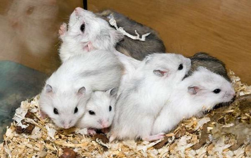 Карликовые хомячки