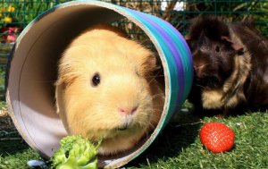 Морская свинка