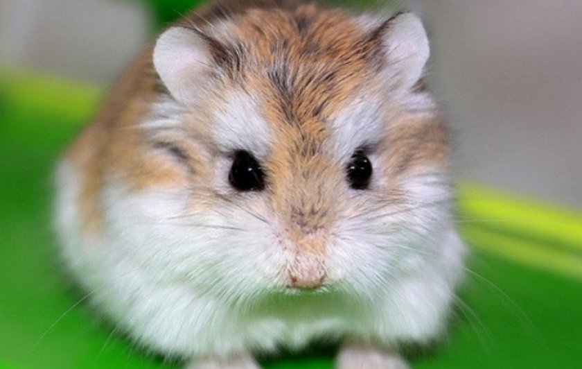 Карликовый хомячок