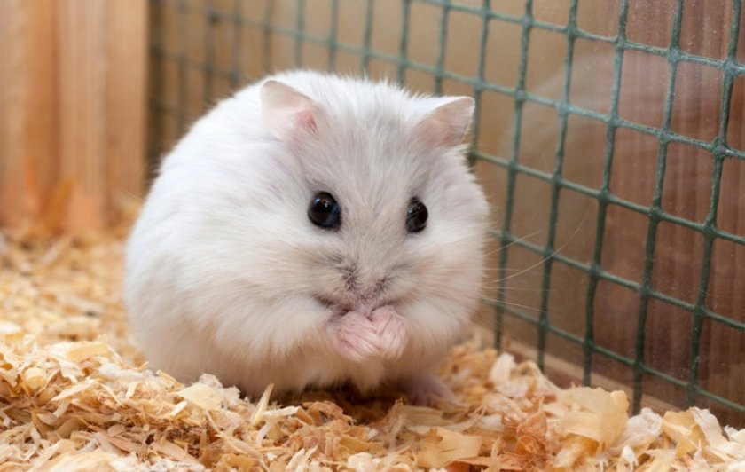Карликовый хомячок
