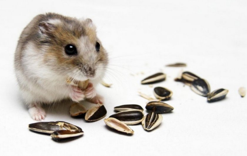 Семечки для хомяка