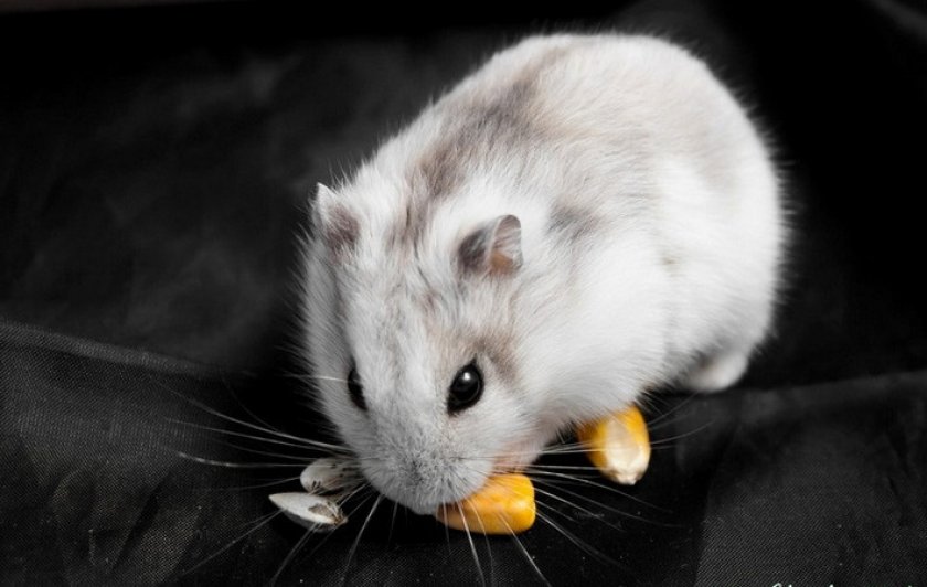 Кормление хомячка