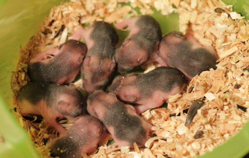 Карликовые хомячки