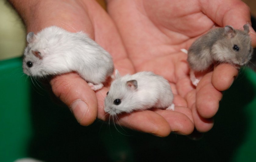 Карликовые хомячки