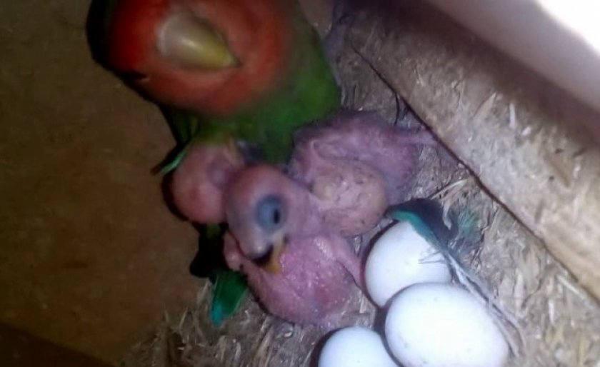 Можно давать яйца попугаям