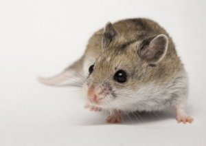 Китайский хомяк