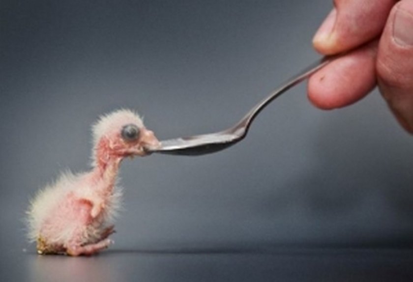 Кормление птенца Кормление птенца