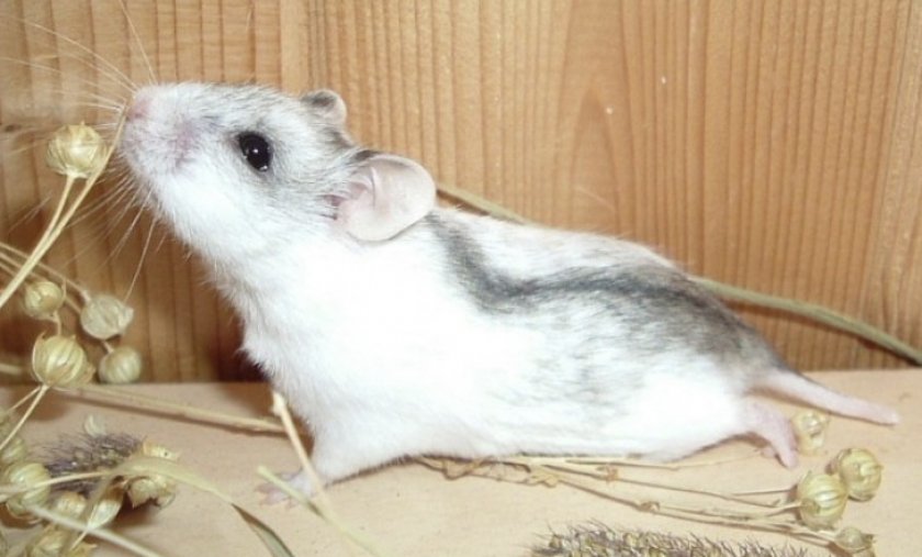 Китайский хомяк