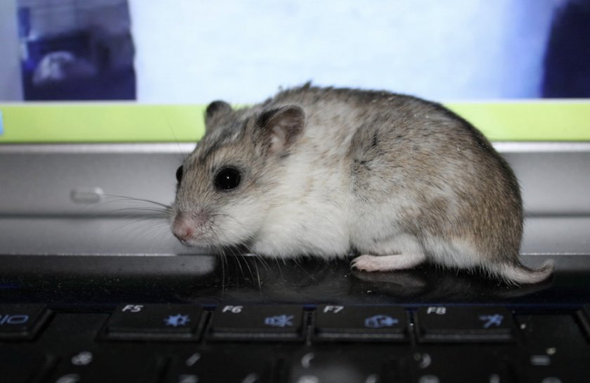 Китайский хомяк