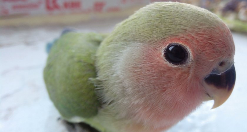 Птенец попугая неразлучника Птенец попугая неразлучника