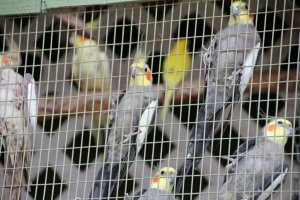 Средние попугаи виды, размеры попугаев