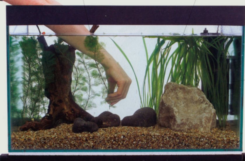 Высадка растений в аквариум