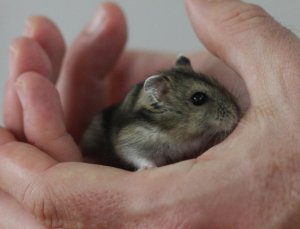 Джунгарский хомяк