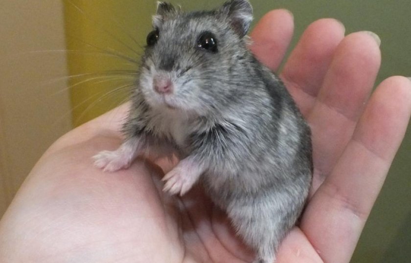 Джунгарский хомяк