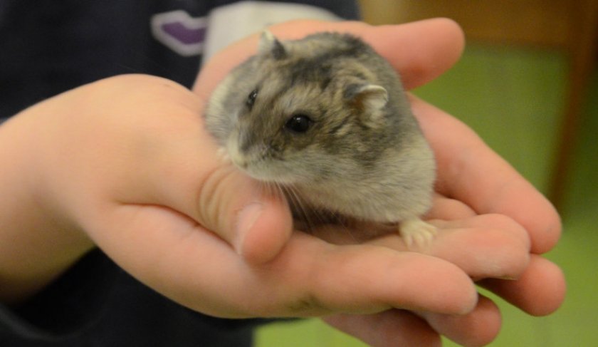 Джунгарский хомяк