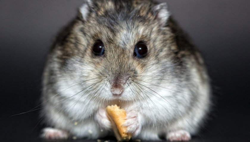 Джунгарский хомяк ест