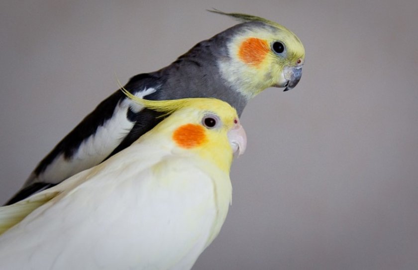 Как определить пол попугая корелла
