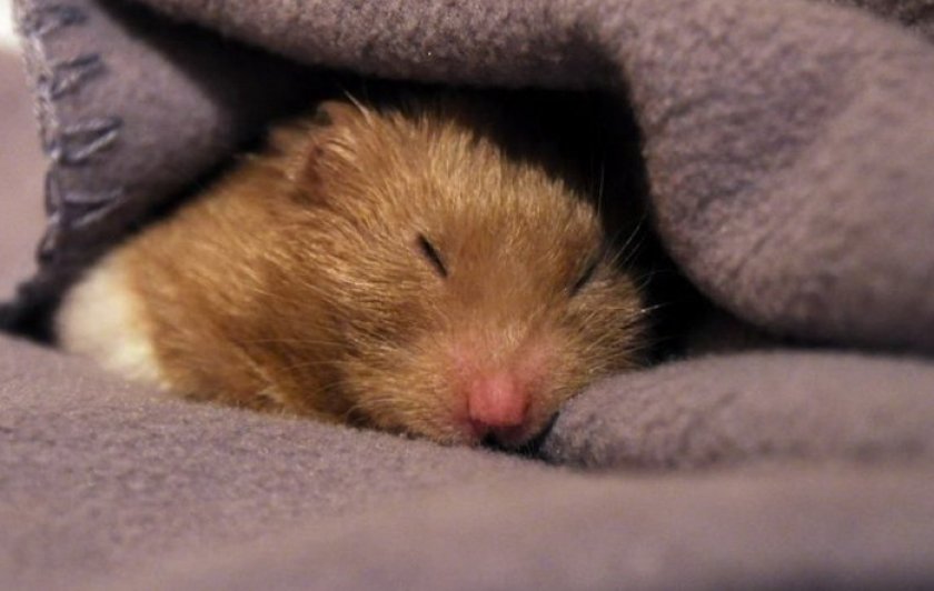 Больной хомяк