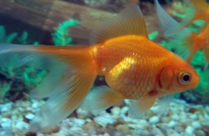 Как отличить самца золотой рыбки от самки – как определить пол аквариумных рыбок?