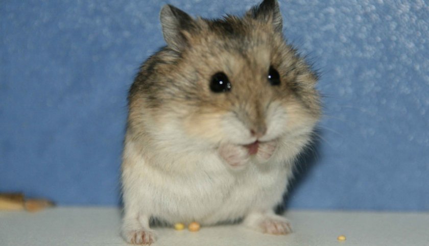 Джунгарский хомяк