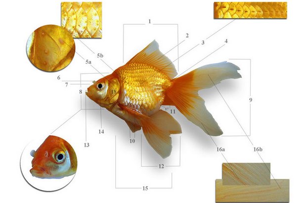 Как отличить золотую рыбку самца от самки фото
