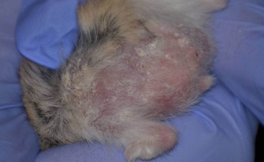 Лишай у хомяка