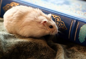 Джунгарик Джунгарик