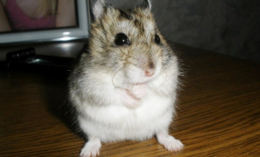 Джунгарский хомяк