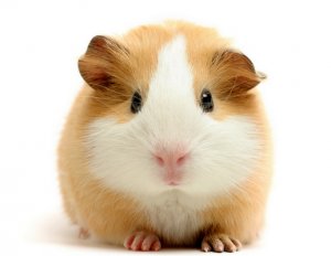 Морская свинка