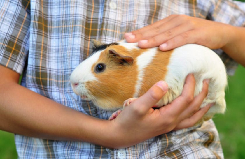 Морская свинка