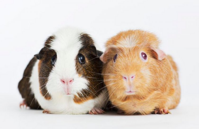 Морские свинки