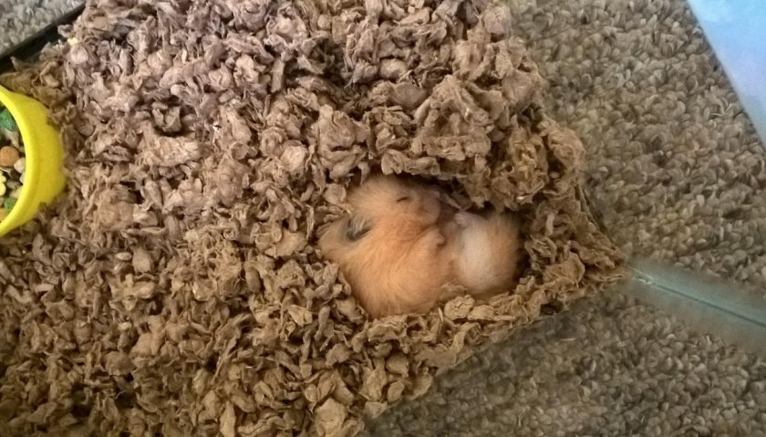 Хомяк спит Хомяк спит