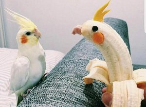 Попугай и банан