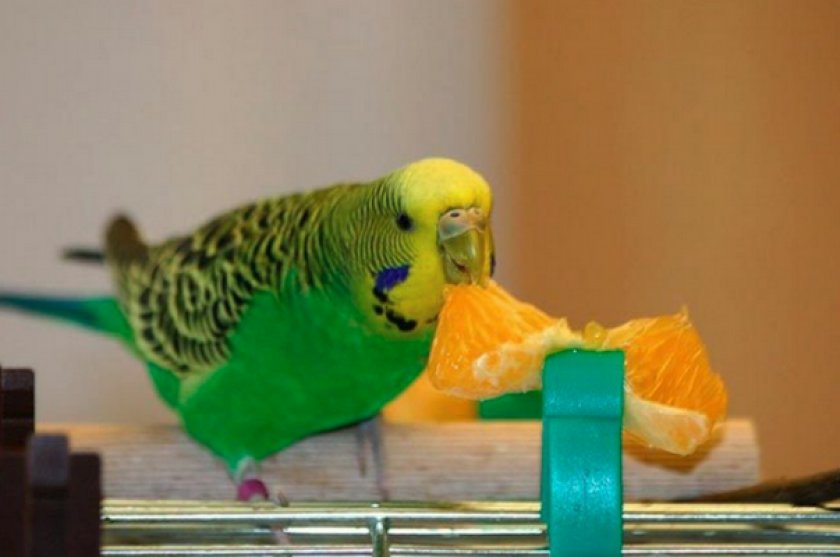 Питание волнистых попугайчиков. Волнистый попугай ест фрукты. Фрукты овощи волнистый попугай. Можно ли давать попугаю хурму. Рацион волнистого попугая.