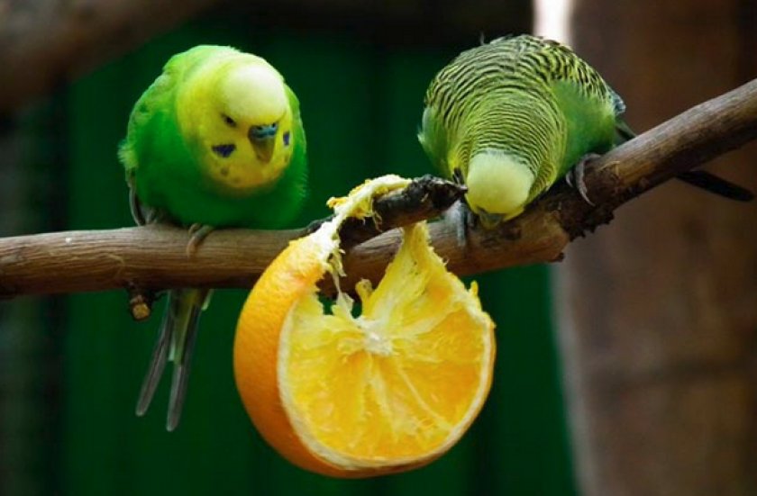 Попугаи кушают апельсин