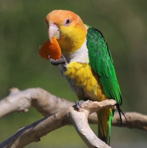 Попугай кушает апельсин