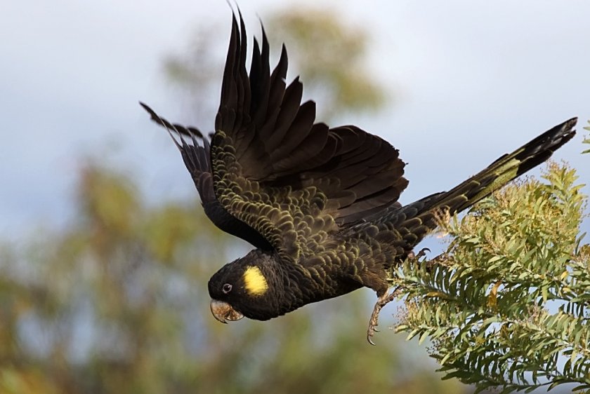 Траурный какаду Траурный какаду