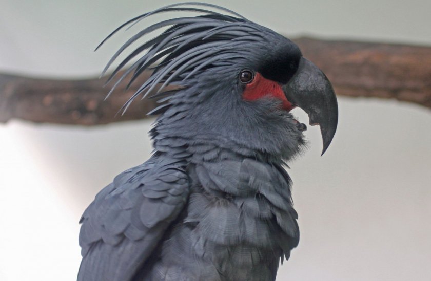 Черный какаду Черный какаду