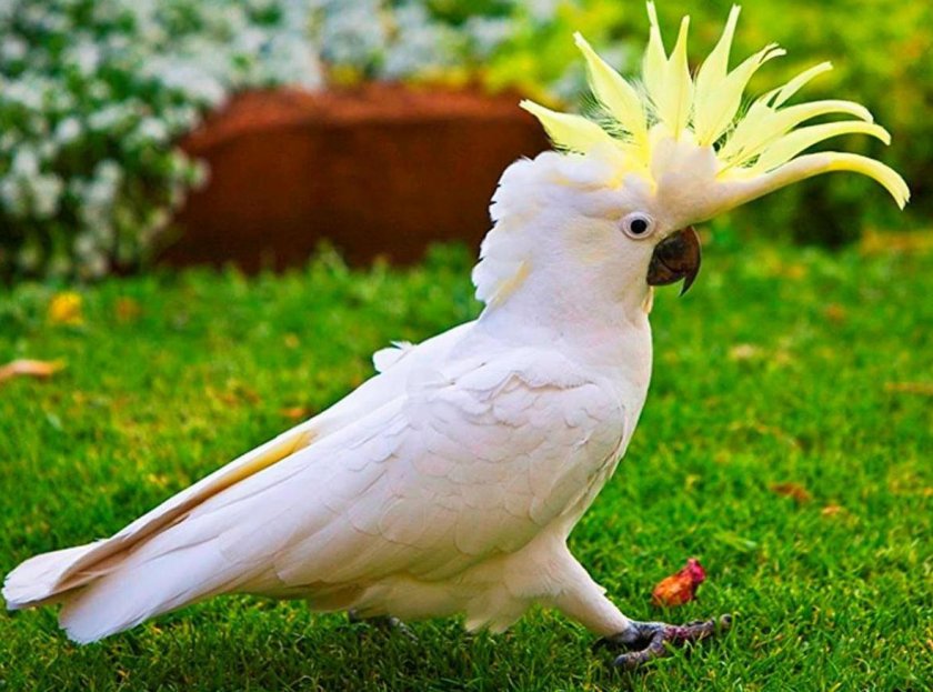 Желтохохлый какаду Желтохохлый какаду