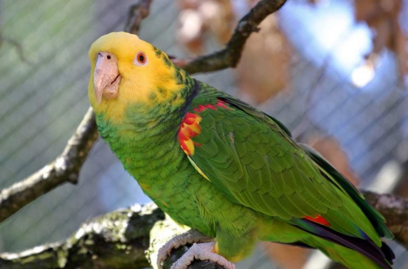 Желтоголовый амазон Желтоголовый амазон