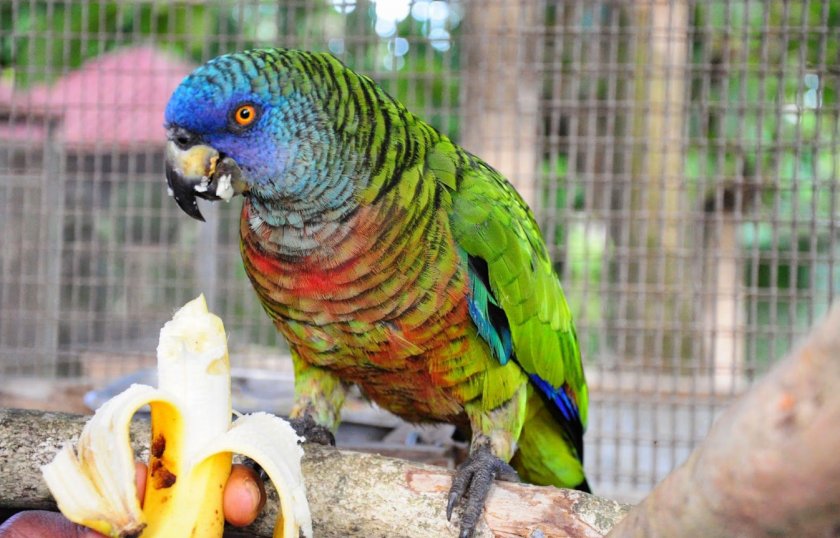 Синелицый амазон Синелицый амазон