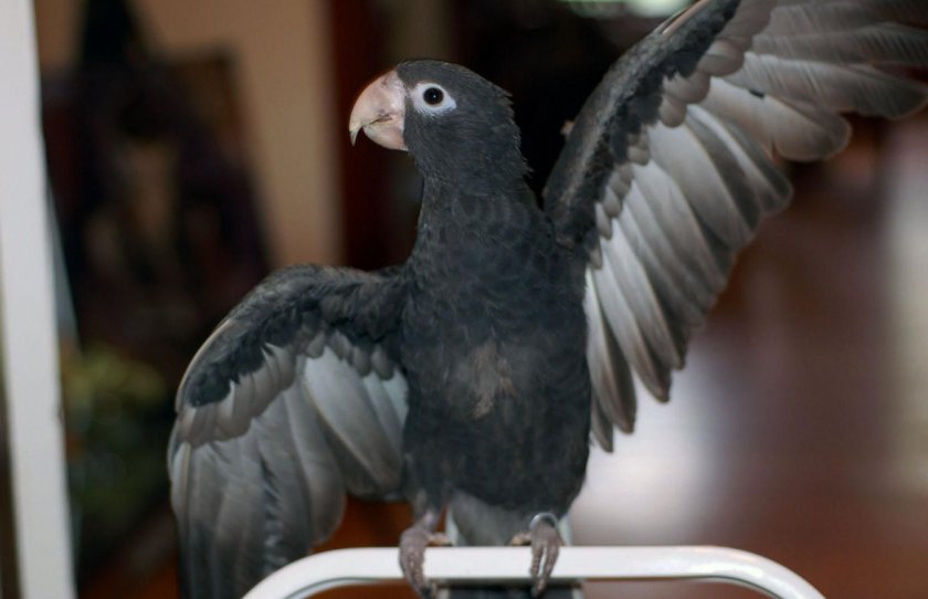 Большой ваза Большой ваза