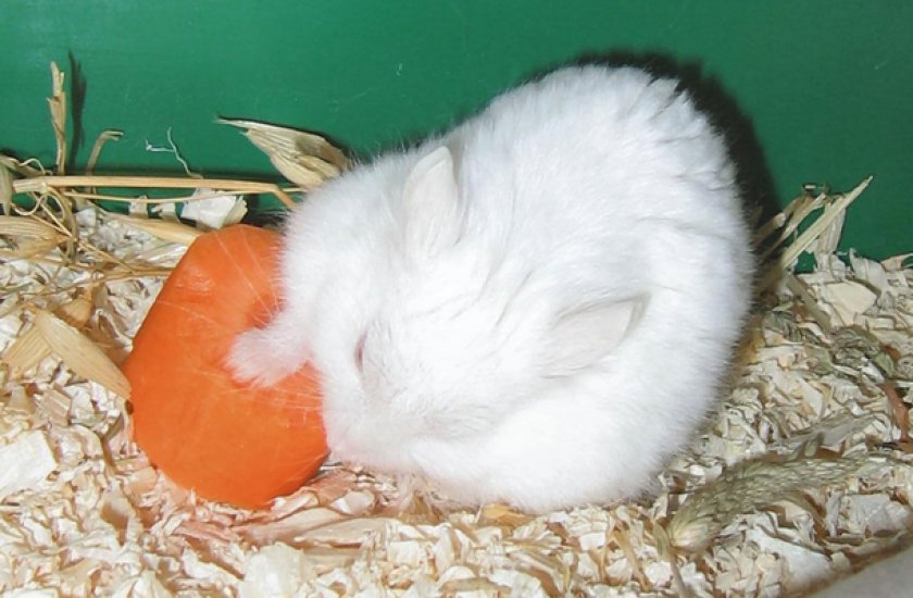 Хомячок кушает