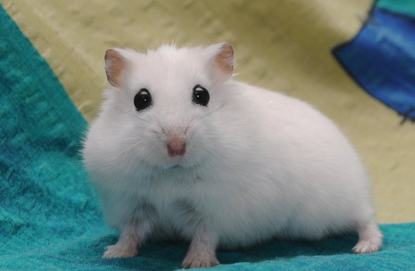 Джунгарский хомяк