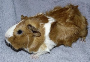 Абиссинская порода морских свинок