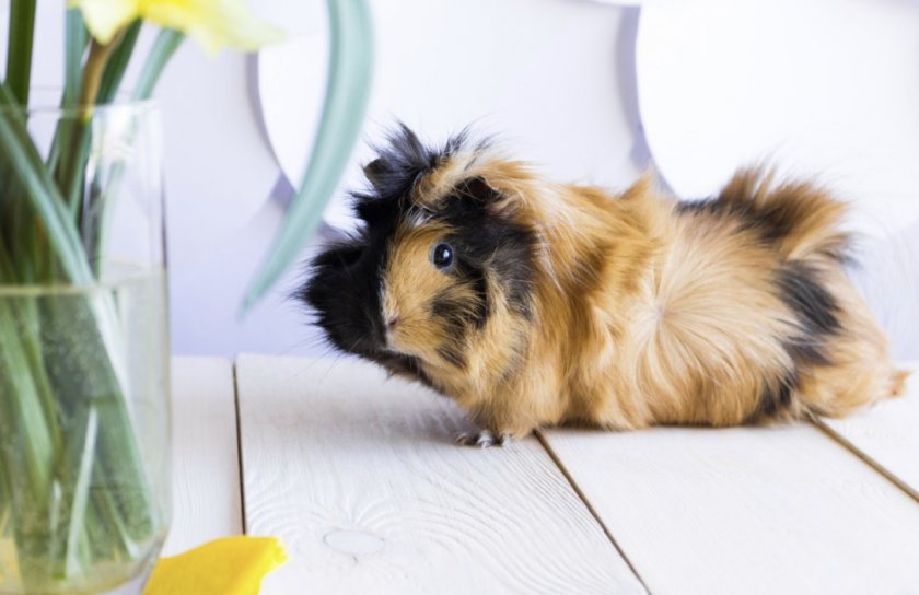 Абиссинская морская свинка