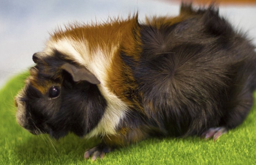 Розеточная порода морских свинок