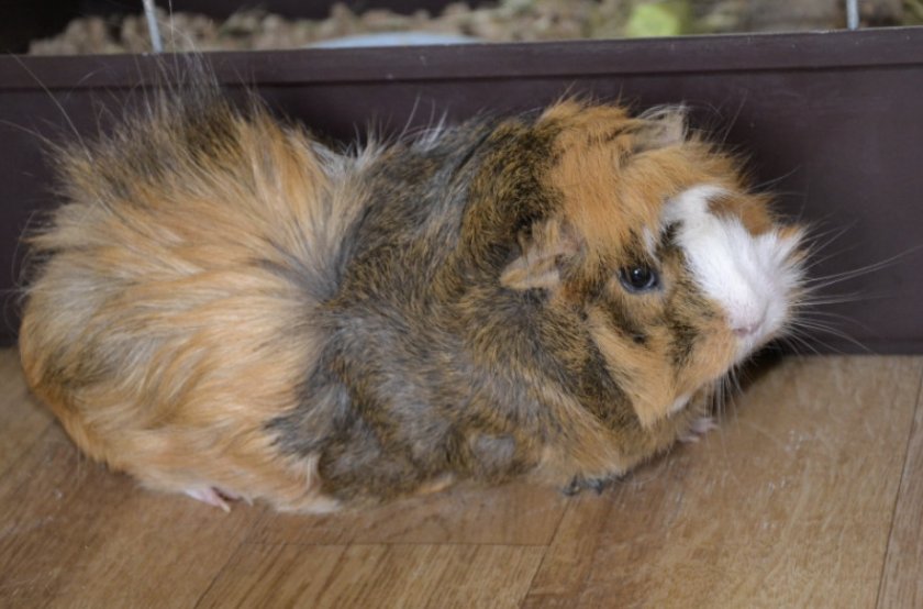 Абиссинская порода