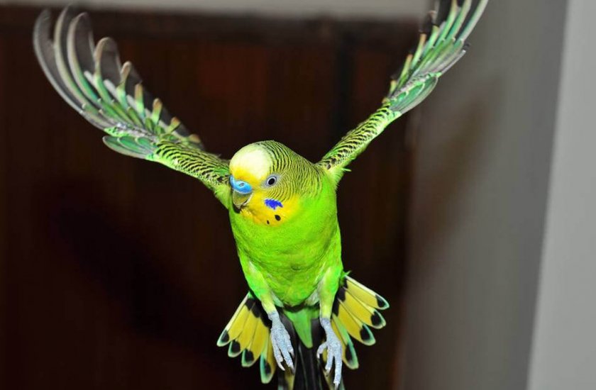 Волнистый попугай