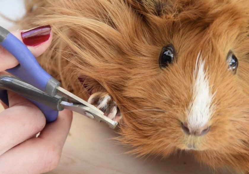 Стрижка когтей